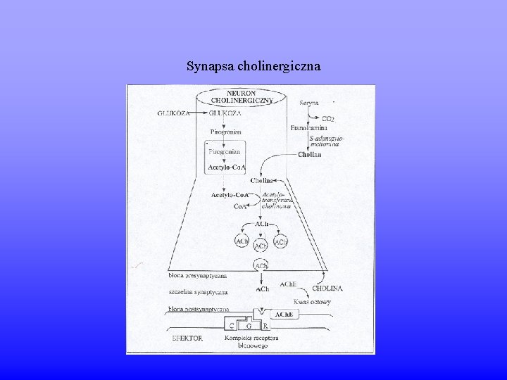 Synapsa cholinergiczna 