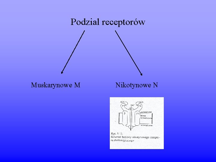Podzial receptorów Muskarynowe M Nikotynowe N 