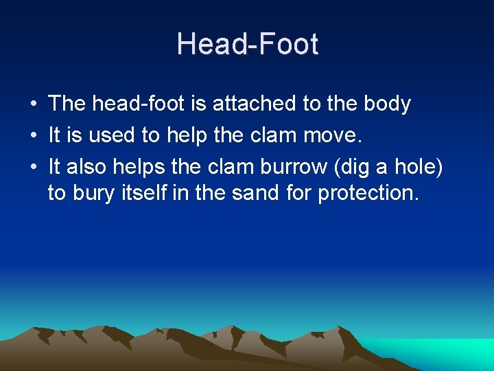Head-Foot • The head-foot is attached to the body • It is used to