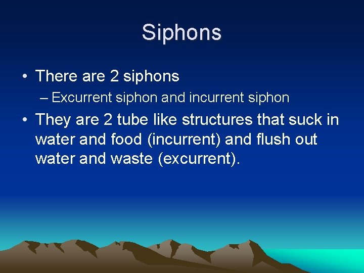 Siphons • There are 2 siphons – Excurrent siphon and incurrent siphon • They