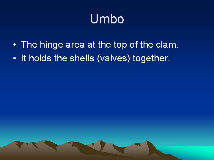 Umbo • The hinge area at the top of the clam. • It holds