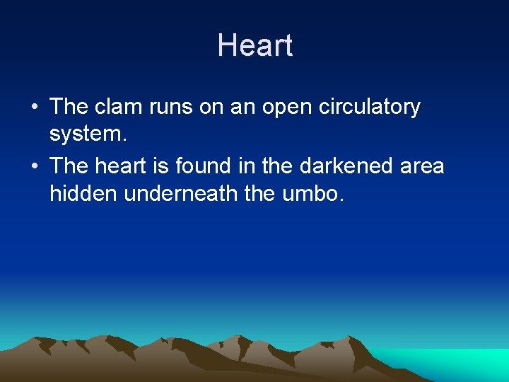 Heart • The clam runs on an open circulatory system. • The heart is