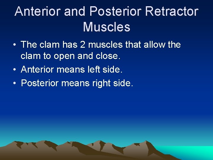 Anterior and Posterior Retractor Muscles • The clam has 2 muscles that allow the