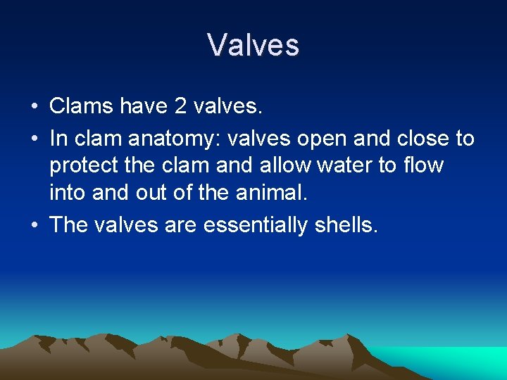 Valves • Clams have 2 valves. • In clam anatomy: valves open and close