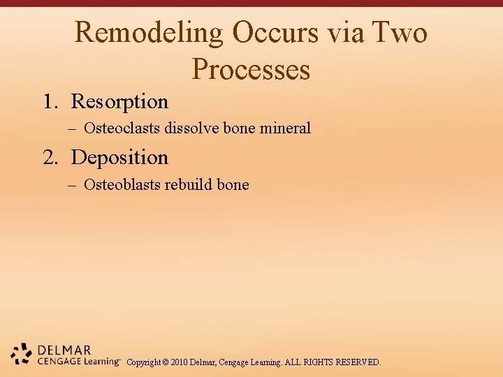 Remodeling Occurs via Two Processes 1. Resorption – Osteoclasts dissolve bone mineral 2. Deposition