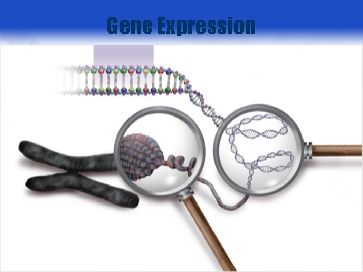 Gene Expression 1 