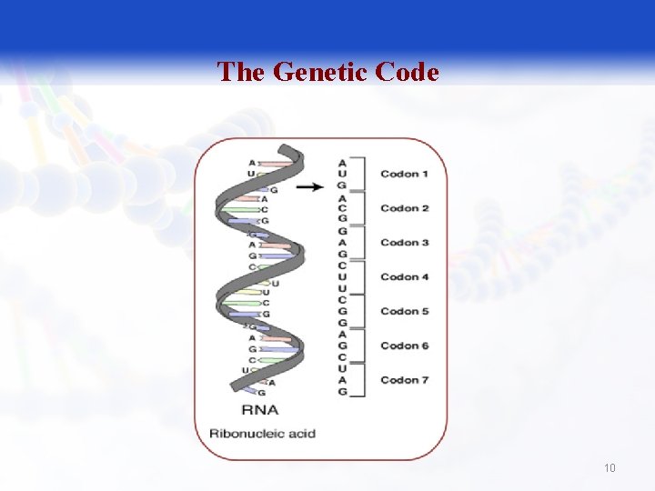 The Genetic Code 10 