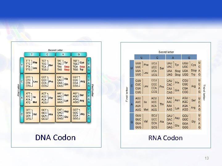 DNA Codon RNA Codon 13 