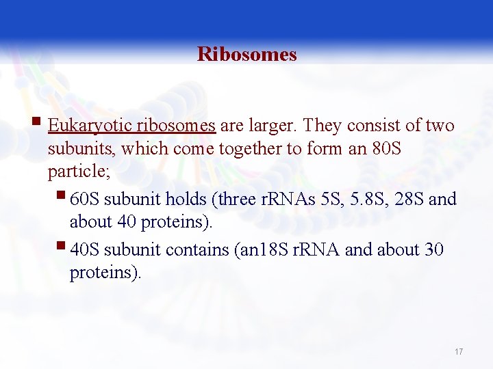 Ribosomes § Eukaryotic ribosomes are larger. They consist of two subunits, which come together