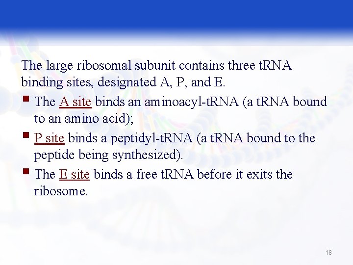 The large ribosomal subunit contains three t. RNA binding sites, designated A, P, and