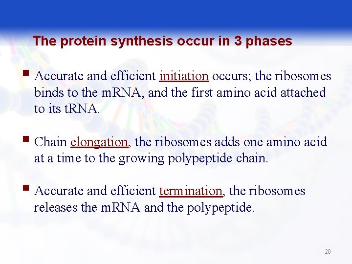 The protein synthesis occur in 3 phases § Accurate and efficient initiation occurs; the