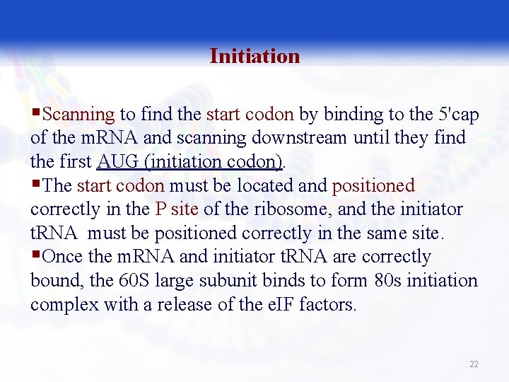 Initiation §Scanning to find the start codon by binding to the 5'cap of the