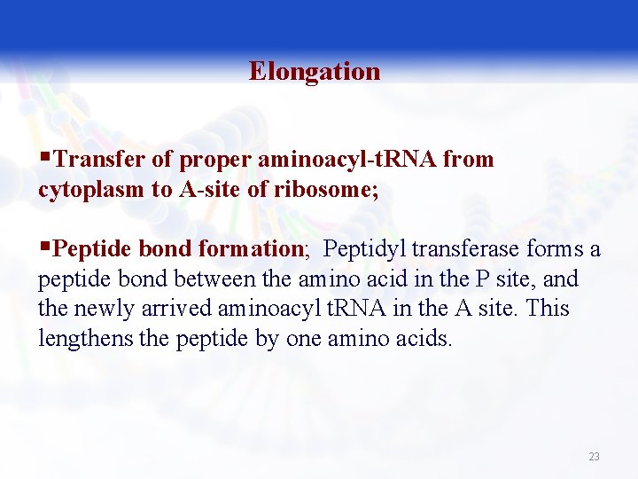 Elongation §Transfer of proper aminoacyl-t. RNA from cytoplasm to A-site of ribosome; §Peptide bond
