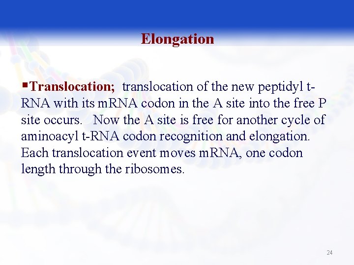 Elongation §Translocation; translocation of the new peptidyl t. RNA with its m. RNA codon