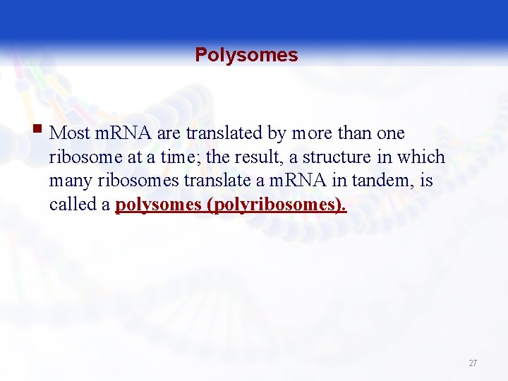 Polysomes § Most m. RNA are translated by more than one ribosome at a