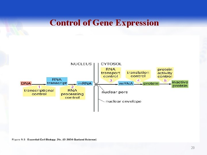 Control of Gene Expression 29 