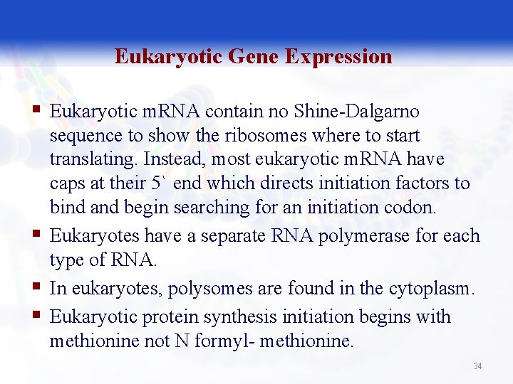 Eukaryotic Gene Expression § Eukaryotic m. RNA contain no Shine-Dalgarno § § § sequence