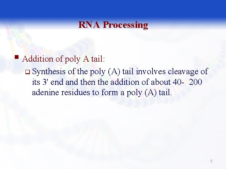 RNA Processing § Addition of poly A tail: q Synthesis of the poly (A)