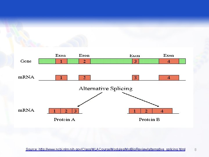 Source: http: //www. ncbi. nlm. nih. gov/Class/MLACourse/Modules/Mol. Bio. Review/alternative_splicing. html 8 