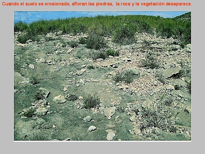 Cuando el suelo es erosionado, afloran las piedras, la roca y la vegetación desaparece.