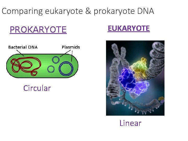 Comparing eukaryote & prokaryote DNA PROKARYOTE EUKARYOTE Circular Linear Comparing eukaryote & prokaryote DNA PROKARYOTE EUKARYOTE Circular Linear