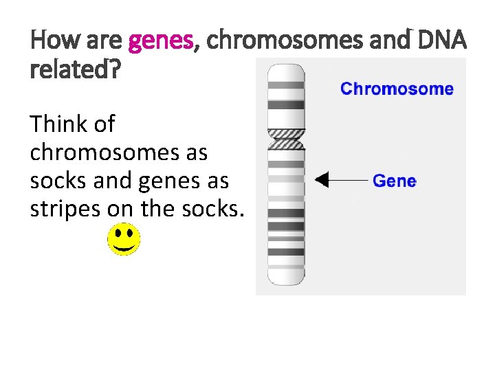 How are genes, chromosomes and DNA related? Think of chromosomes as socks and genes How are genes, chromosomes and DNA related? Think of chromosomes as socks and genes