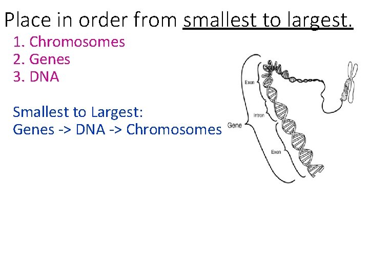 Place in order from smallest to largest. 1. Chromosomes 2. Genes 3. DNA Smallest Place in order from smallest to largest. 1. Chromosomes 2. Genes 3. DNA Smallest