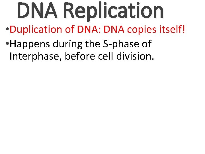 DNA Replication • Duplication of DNA: DNA copies itself! • Happens during the S-phase DNA Replication • Duplication of DNA: DNA copies itself! • Happens during the S-phase