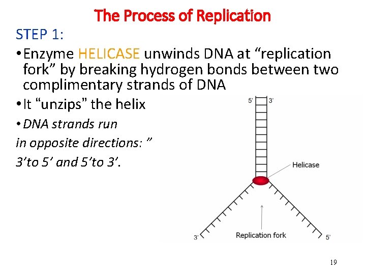 The Process of Replication STEP 1: • Enzyme HELICASE unwinds DNA at “replication fork” The Process of Replication STEP 1: • Enzyme HELICASE unwinds DNA at “replication fork”