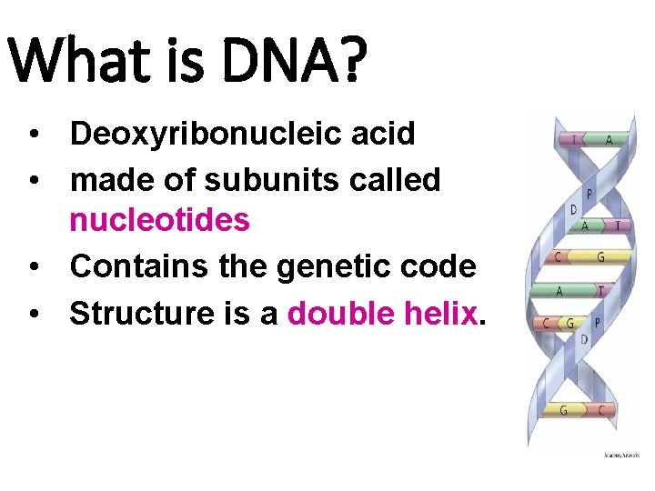 What is DNA? • Deoxyribonucleic acid • made of subunits called nucleotides • Contains What is DNA? • Deoxyribonucleic acid • made of subunits called nucleotides • Contains