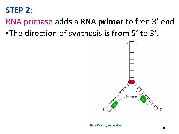 STEP 2: RNA primase adds a RNA primer to free 3’ end • The STEP 2: RNA primase adds a RNA primer to free 3’ end • The