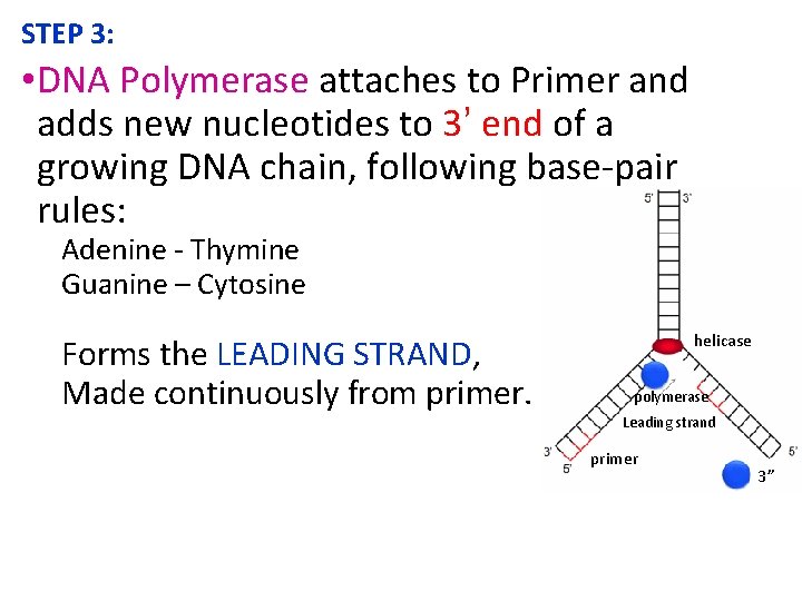 STEP 3: • DNA Polymerase attaches to Primer and adds new nucleotides to 3’ STEP 3: • DNA Polymerase attaches to Primer and adds new nucleotides to 3’