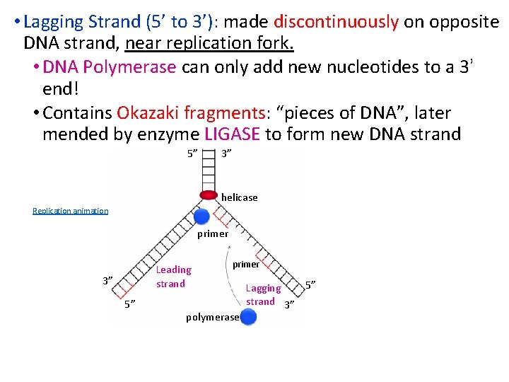 • Lagging Strand (5’ to 3’): made discontinuously on opposite DNA strand, near • Lagging Strand (5’ to 3’): made discontinuously on opposite DNA strand, near