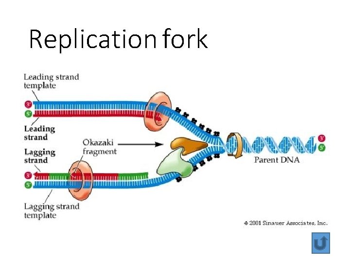 Replication fork Replication fork