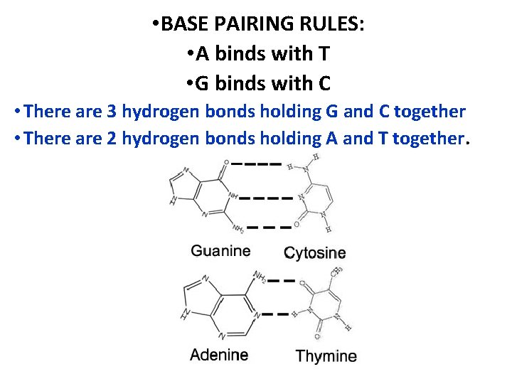 • BASE PAIRING RULES: • A binds with T • G binds with • BASE PAIRING RULES: • A binds with T • G binds with