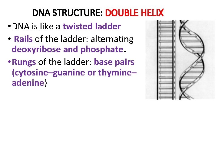 DNA STRUCTURE: DOUBLE HELIX • DNA is like a twisted ladder • Rails of DNA STRUCTURE: DOUBLE HELIX • DNA is like a twisted ladder • Rails of