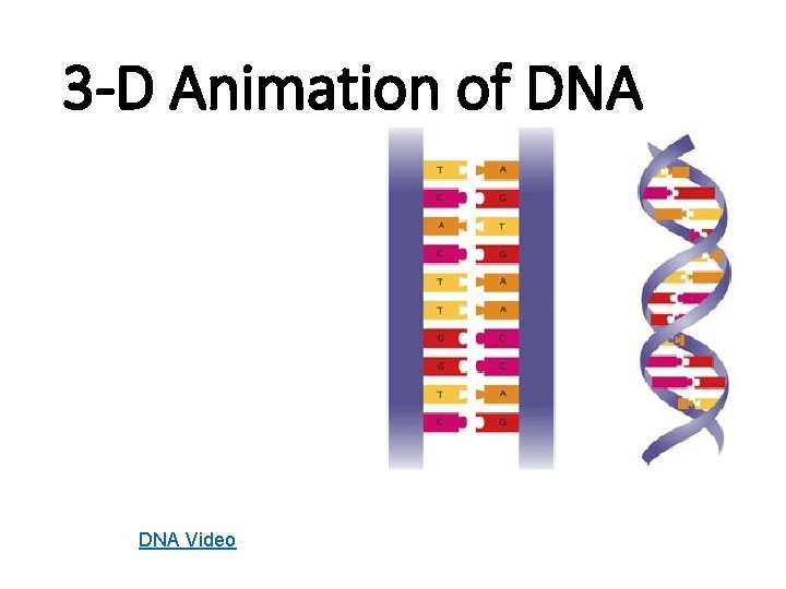 3 -D Animation of DNA Video 3 -D Animation of DNA Video