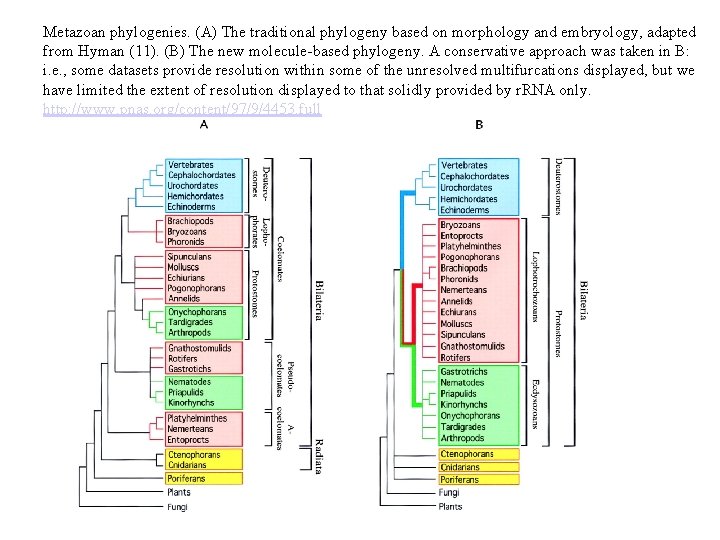 Metazoan phylogenies. (A) The traditional phylogeny based on morphology and embryology, adapted Biology 370