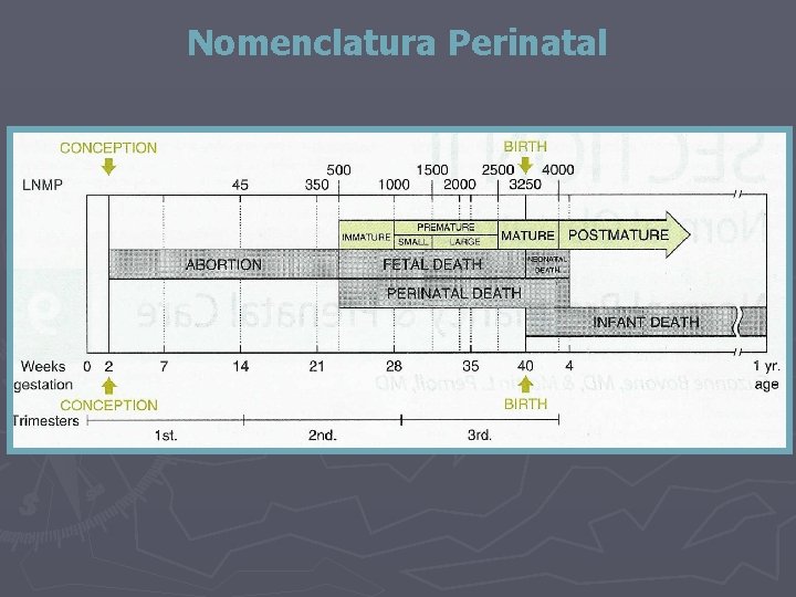 Nomenclatura Perinatal 