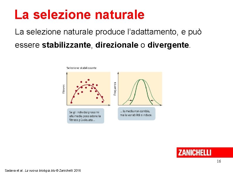 La selezione naturale produce l’adattamento, e può essere stabilizzante, direzionale o divergente. 16 Sadava