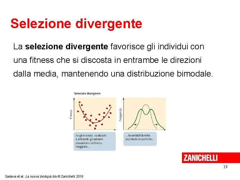 Selezione divergente La selezione divergente favorisce gli individui con una fitness che si discosta