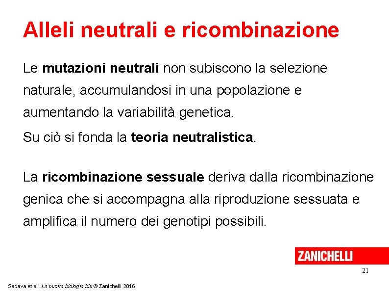 Alleli neutrali e ricombinazione Le mutazioni neutrali non subiscono la selezione naturale, accumulandosi in