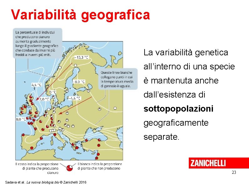 Variabilità geografica La variabilità genetica all’interno di una specie è mantenuta anche dall’esistenza di