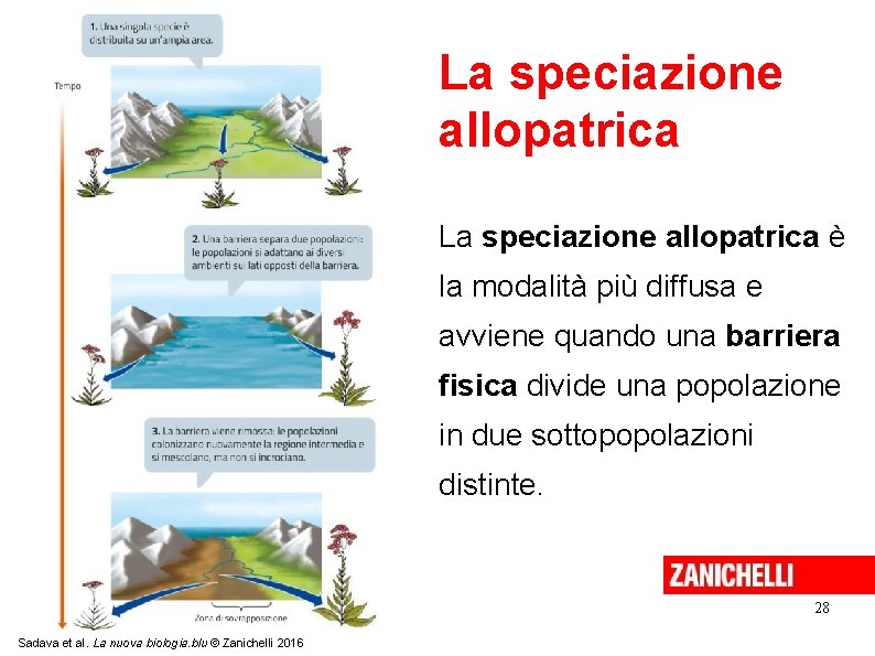 La speciazione allopatrica è la modalità più diffusa e avviene quando una barriera fisica