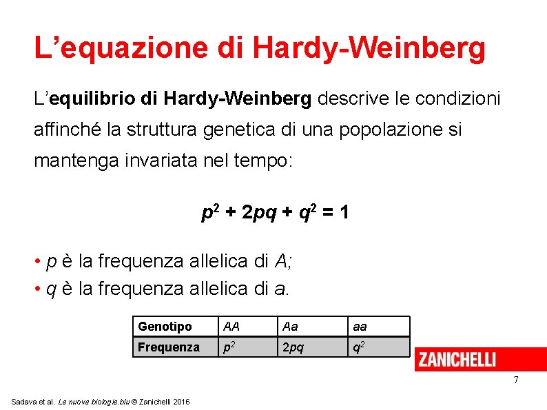 L’equazione di Hardy-Weinberg L’equilibrio di Hardy-Weinberg descrive le condizioni affinché la struttura genetica di