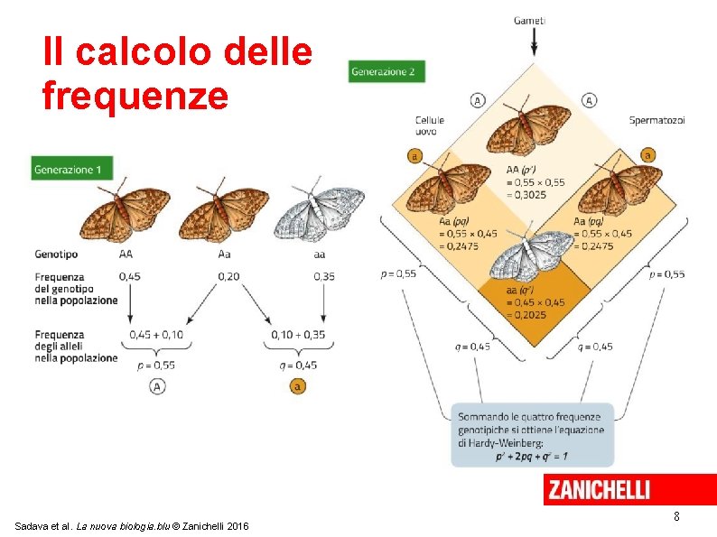 Il calcolo delle frequenze Sadava et al. La nuova biologia. blu © Zanichelli 2016