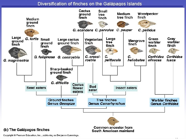 Diversification of finches on the Galápagos Islands 