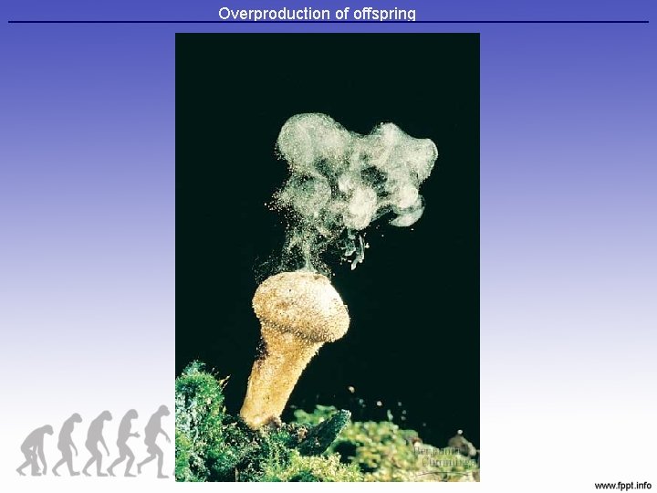 Overproduction of offspring 