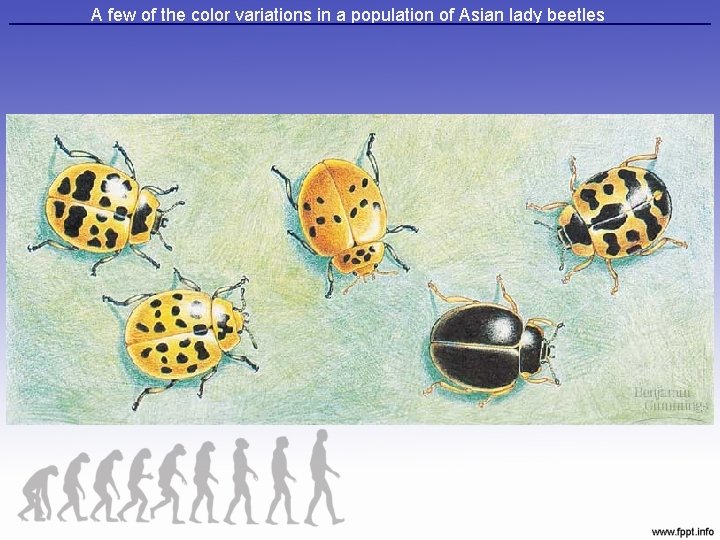 A few of the color variations in a population of Asian lady beetles 