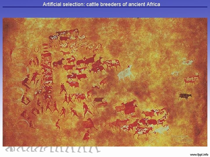 Artificial selection: cattle breeders of ancient Africa 